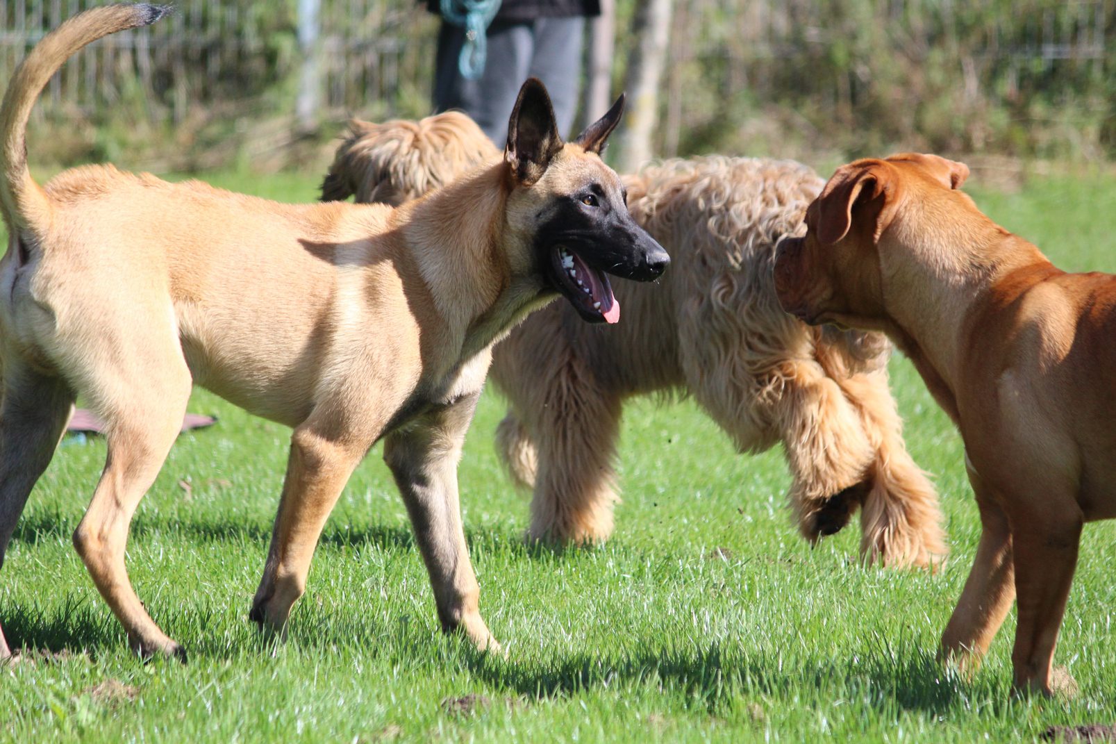 Dog Health