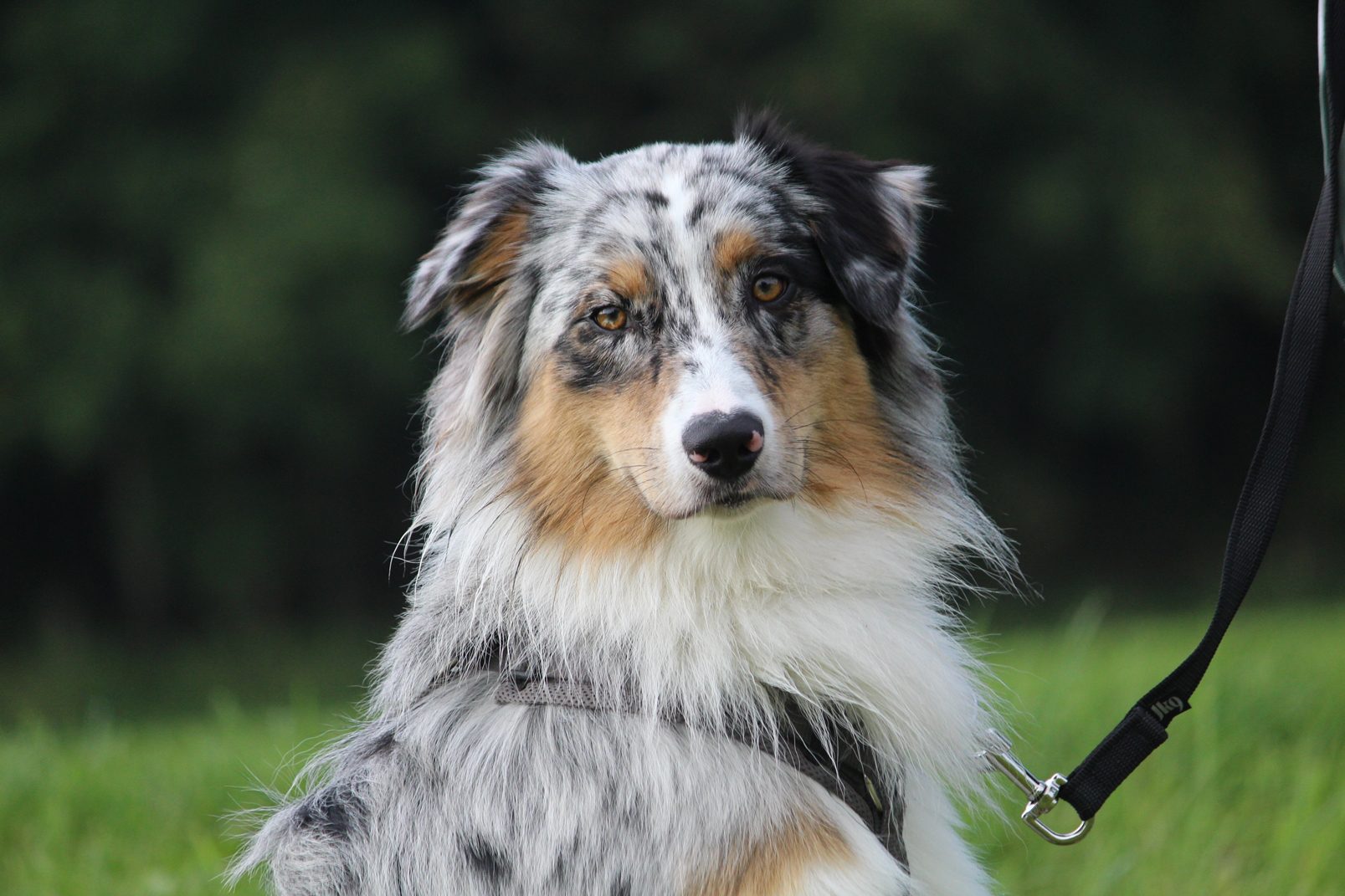 Dog training